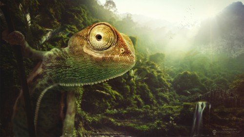 the_cheeful_chameleon_2560x1440.jpg