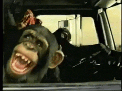 Monkeys in the car
