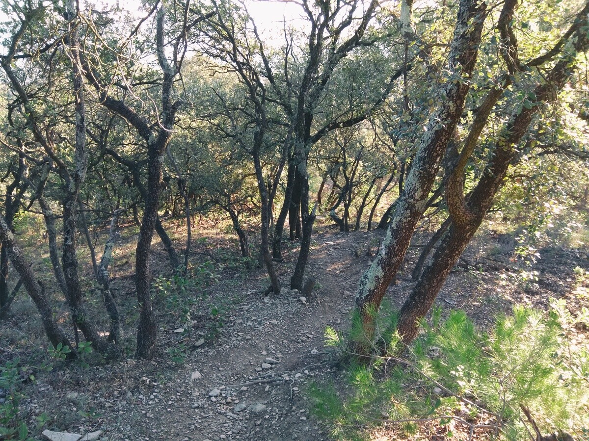 Un sentier au milieu de chênes vert.